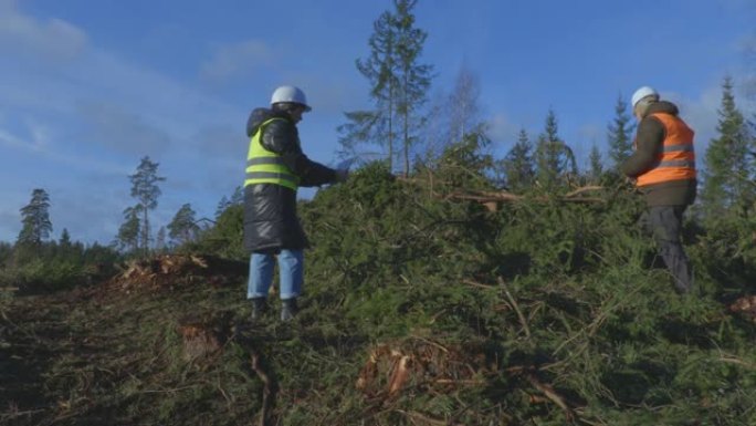 林业工人撰写数据并检查不负责任的伐木