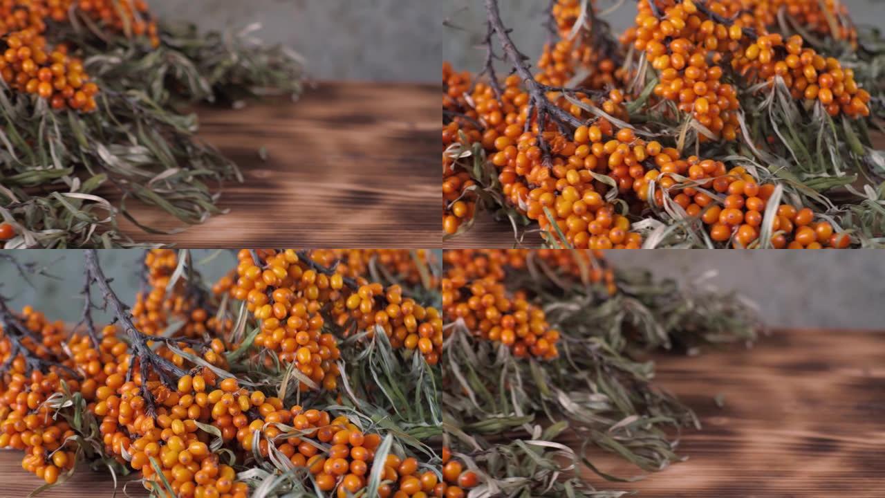 沙棘灌木收藏。灌木上的沙棘浆果。大橙色肥皂浆果。成熟的水牛采伐。木制和混凝土背景。