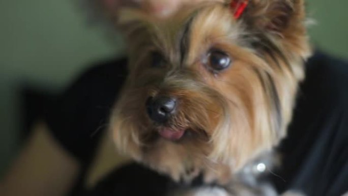 美丽的约克夏犬肖像