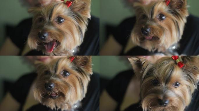 美丽的约克夏犬肖像