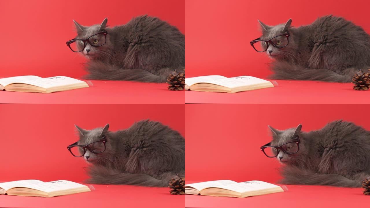 有趣的猫，戴着老花镜和书