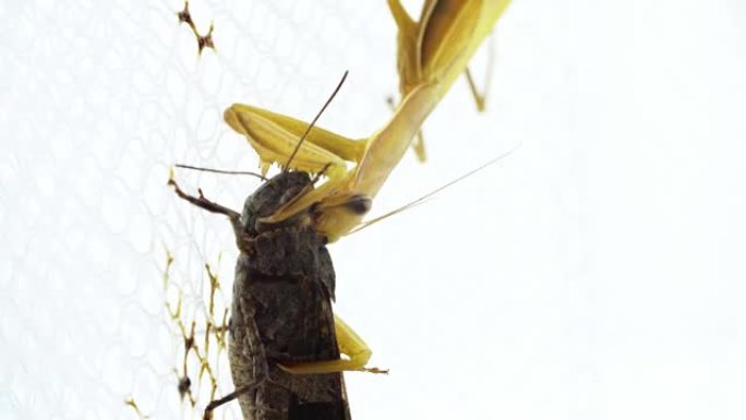 黄色螳螂正在吃白色背景下的黑色蝗虫
