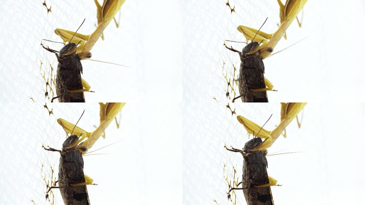 黄色螳螂正在吃白色背景下的黑色蝗虫