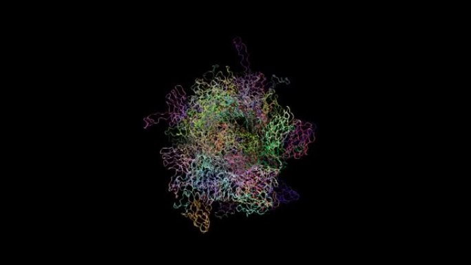 静息激活构象中噬菌体p2病毒体底板的拓扑模型。