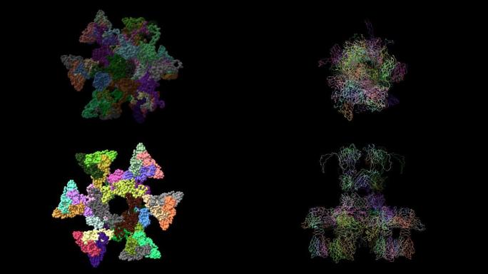 静息激活构象中噬菌体p2病毒体底板的拓扑模型。