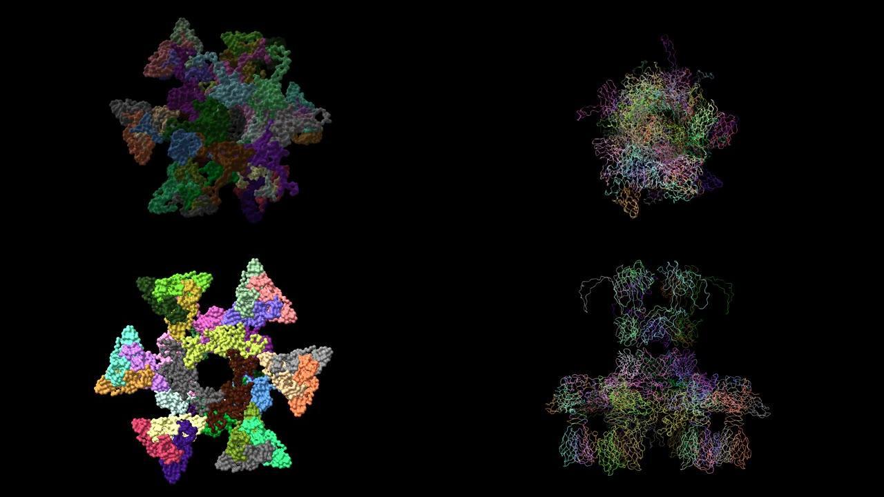 静息激活构象中噬菌体p2病毒体底板的拓扑模型。