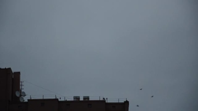 早晨，一群乌鸦飞过城市的房屋
