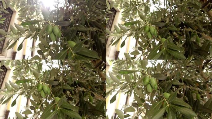 意大利树枝上的绿橄榄，橄榄油用橄榄