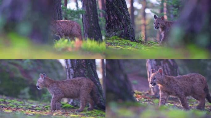 早晨日出时，年轻的美洲狮 (Puma concolor) 美丽而危险地在北美森林的岩石之间穿过树林。