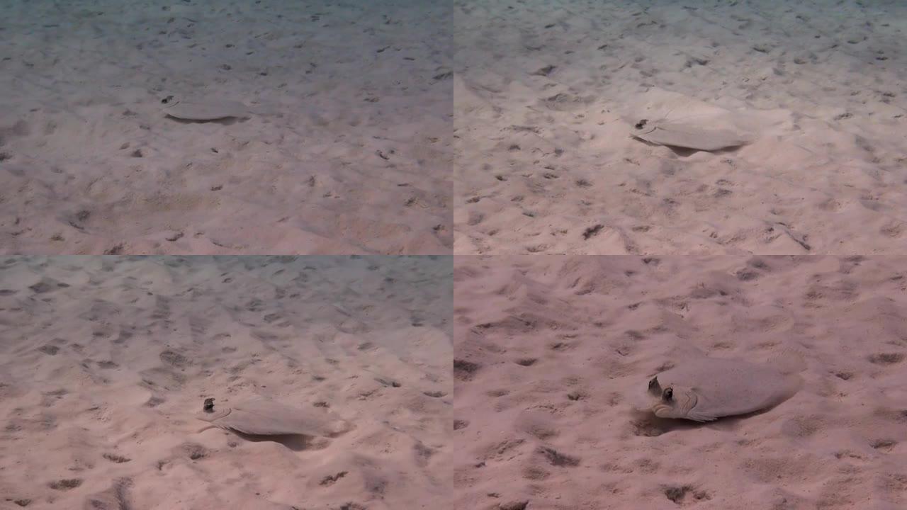 沙子里的孔雀比目鱼