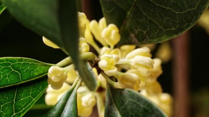 盛开的桂花的延时镜头，从花蕾到盛开，微小的黄色花朵带有甜美的香气，4k视频放大效果特写视图。