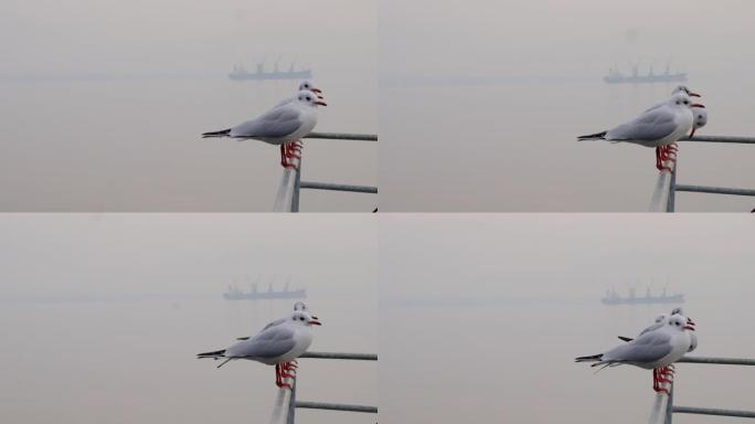 雾天海鸥栖息在栏杆上。