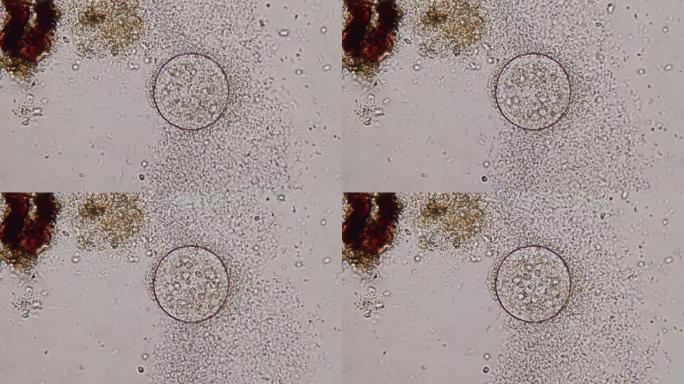 进化动物细胞的显微镜检查