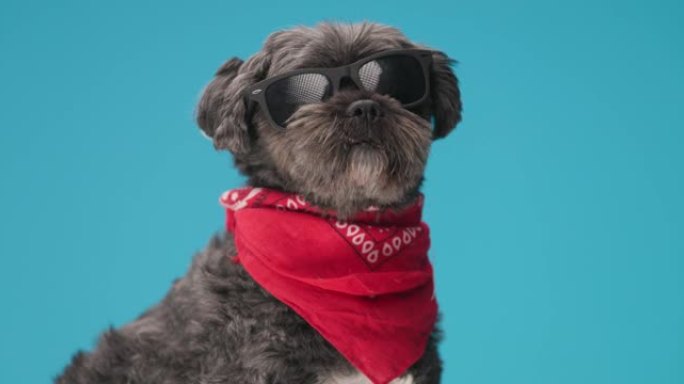 美丽的黑狗戴着凉爽的太阳镜，红色头巾，坐在蓝色背景上