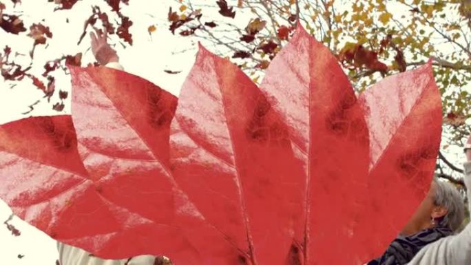 秋叶的动画落在快乐的高级高加索夫妇在公园扔树叶上