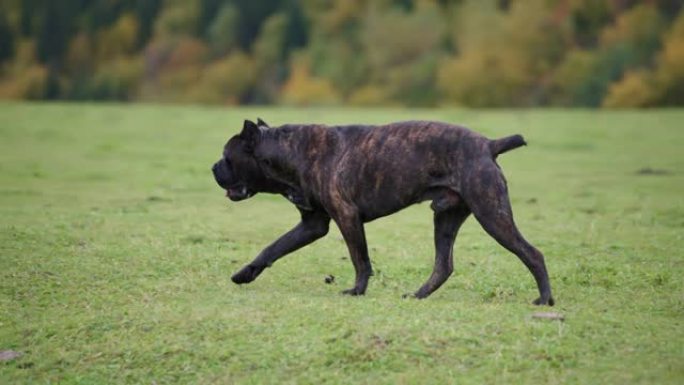 布朗斗牛犬在绿色的田野中行走