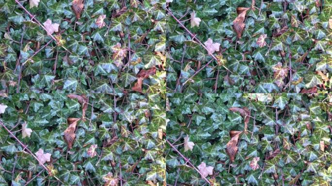 绿色赫德拉螺旋叶的细节。花园里常见的常春藤覆盖墙。选择性聚焦。
