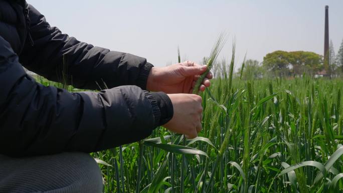 农业专家查看水稻生长情况