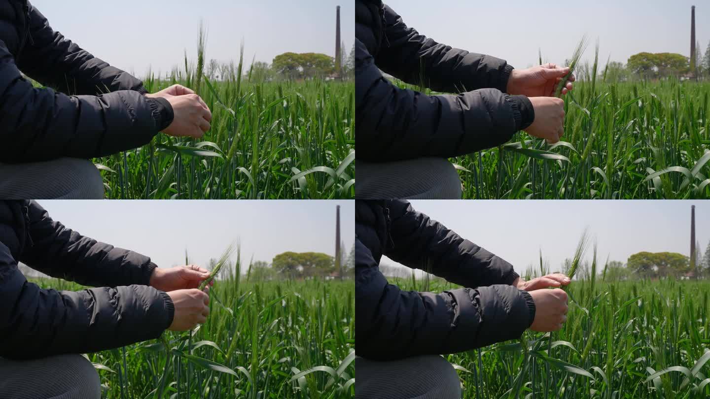 农业专家查看水稻生长情况