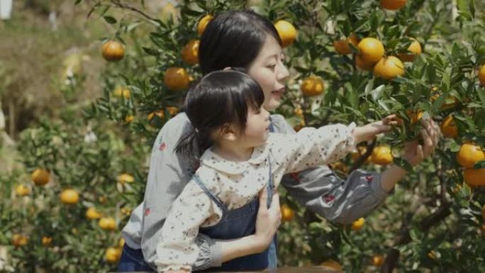 微笑的亚洲母亲抱着她无辜的女儿，在果园里的收获季节看着树上的新鲜橘子时伸手。