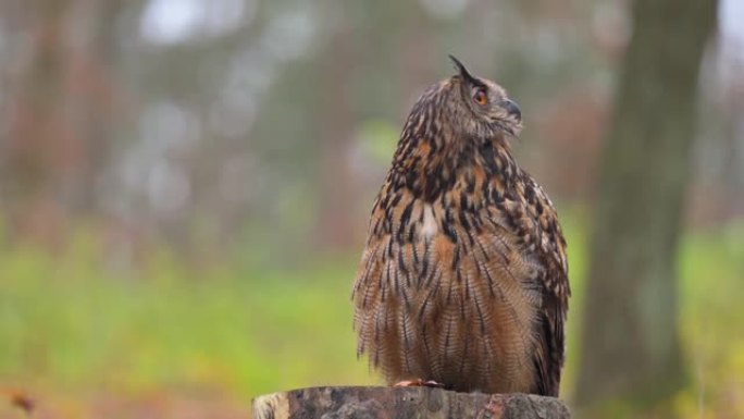 一只美丽的欧亚鹰鸮 (Bubo bubo) 猫头鹰站在秋天森林中的树桩上环顾四周。