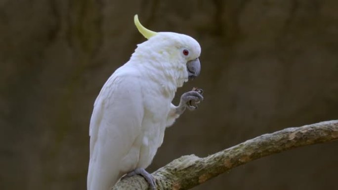 凤头鹦鹉坐在树枝上吃东西