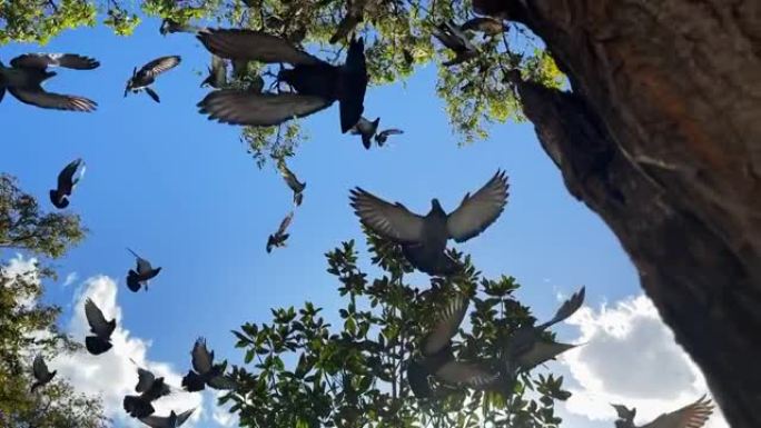 动物鸟鸽在大自然中飞翔