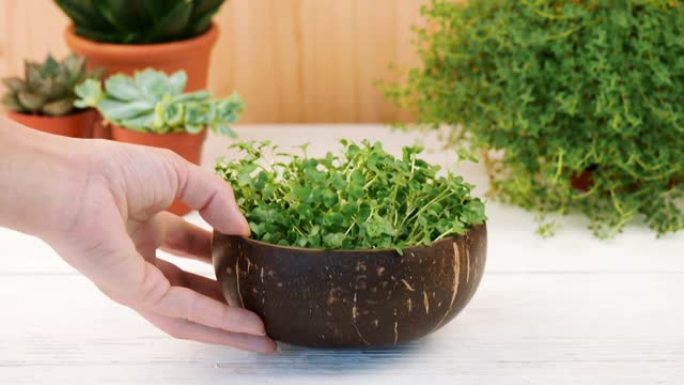 健康的微绿西兰花在绿色植物陶瓷盆背景上的生态椰子碗中发芽。食物、健康饮食和回收利用的概念以及自然资源