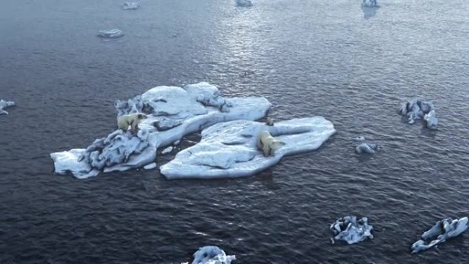 三只北极熊在融化的北极海冰上，鸟瞰图