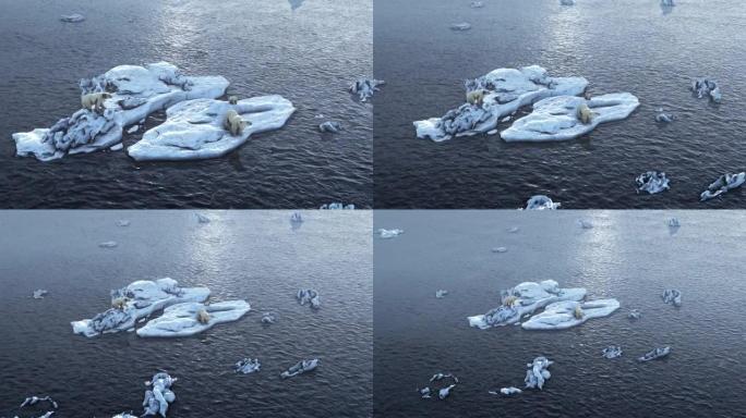 三只北极熊在融化的北极海冰上，鸟瞰图