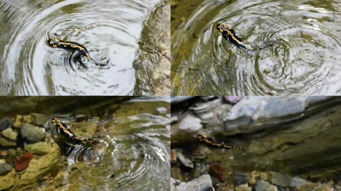 火蝾螈 (Salamandra salamandra) 和卡迪斯蝇幼虫