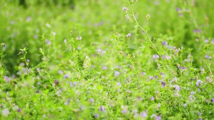 梅花青泉场。田间的苜蓿花。开花紫花苜蓿