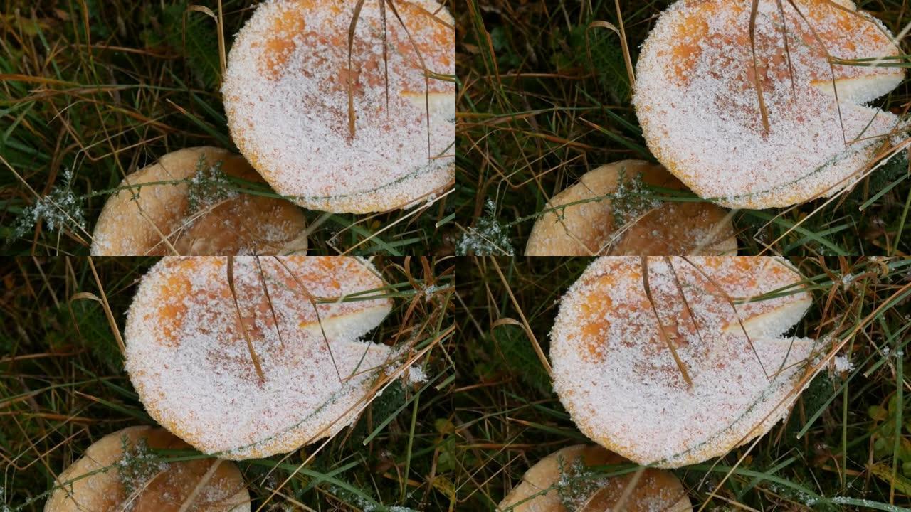 巨大的蘑菇在秋天的下雨天的草地上，覆盖着第一场雪。喀尔巴阡森林的蘑菇收获