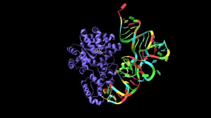 人色氨酸-tRNA合成酶与tRNA(Trp) 和色氨酸复合物的结构。