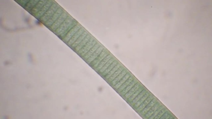 蓝藻，振荡器，显微镜，400倍放大
