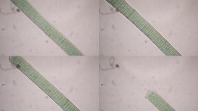 蓝藻，振荡器，显微镜，400倍放大