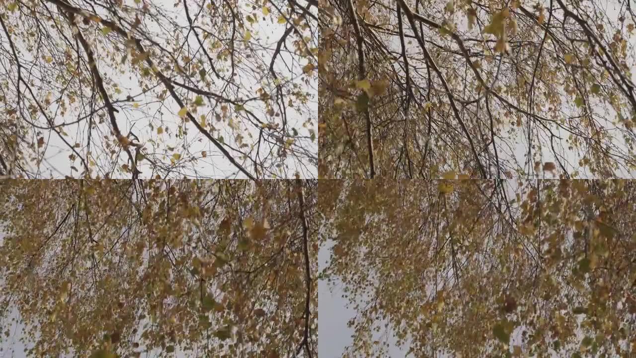 秋天，树枝上满是五颜六色的叶子，在风中打屁股