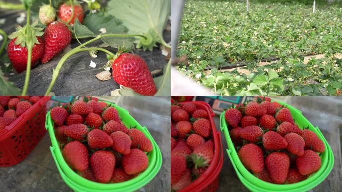 4K草莓