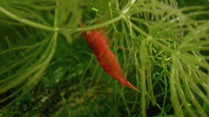 水中绿色植物之间的红虾