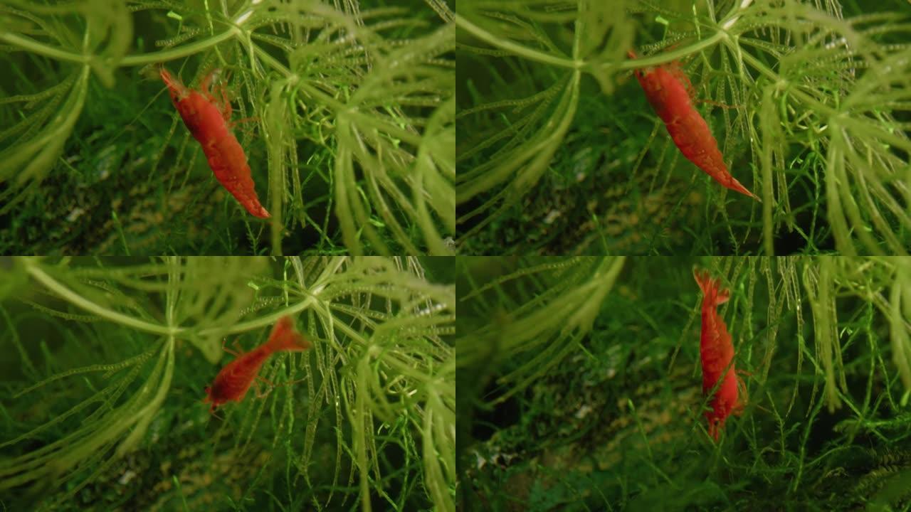 水中绿色植物之间的红虾