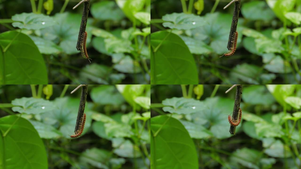 在热带雨林中行走的千足虫。