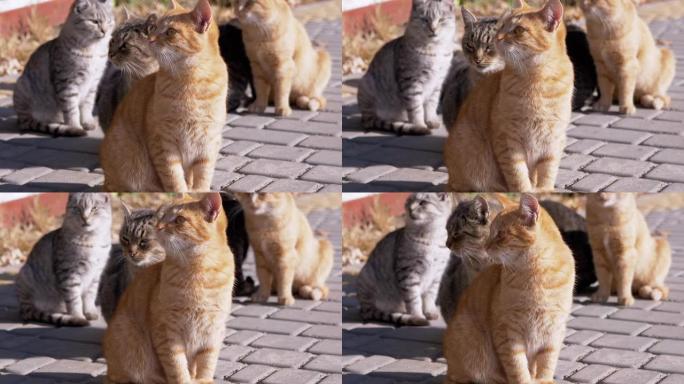 一大群流浪猫坐在铺路板上，等待喂食