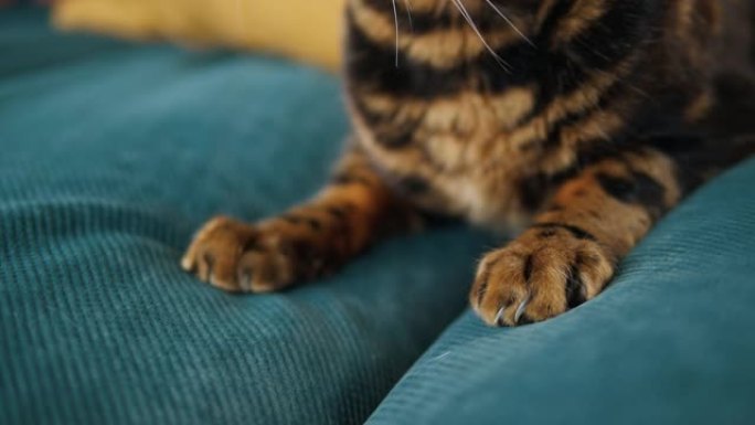 孟加拉猫爪子特写。家中的家畜。豹纹小猫躺在沙发上。短毛纯种宠物放松。小最好的朋友