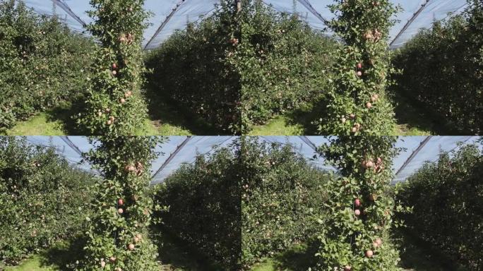 南蒂罗尔有成熟水果的苹果园