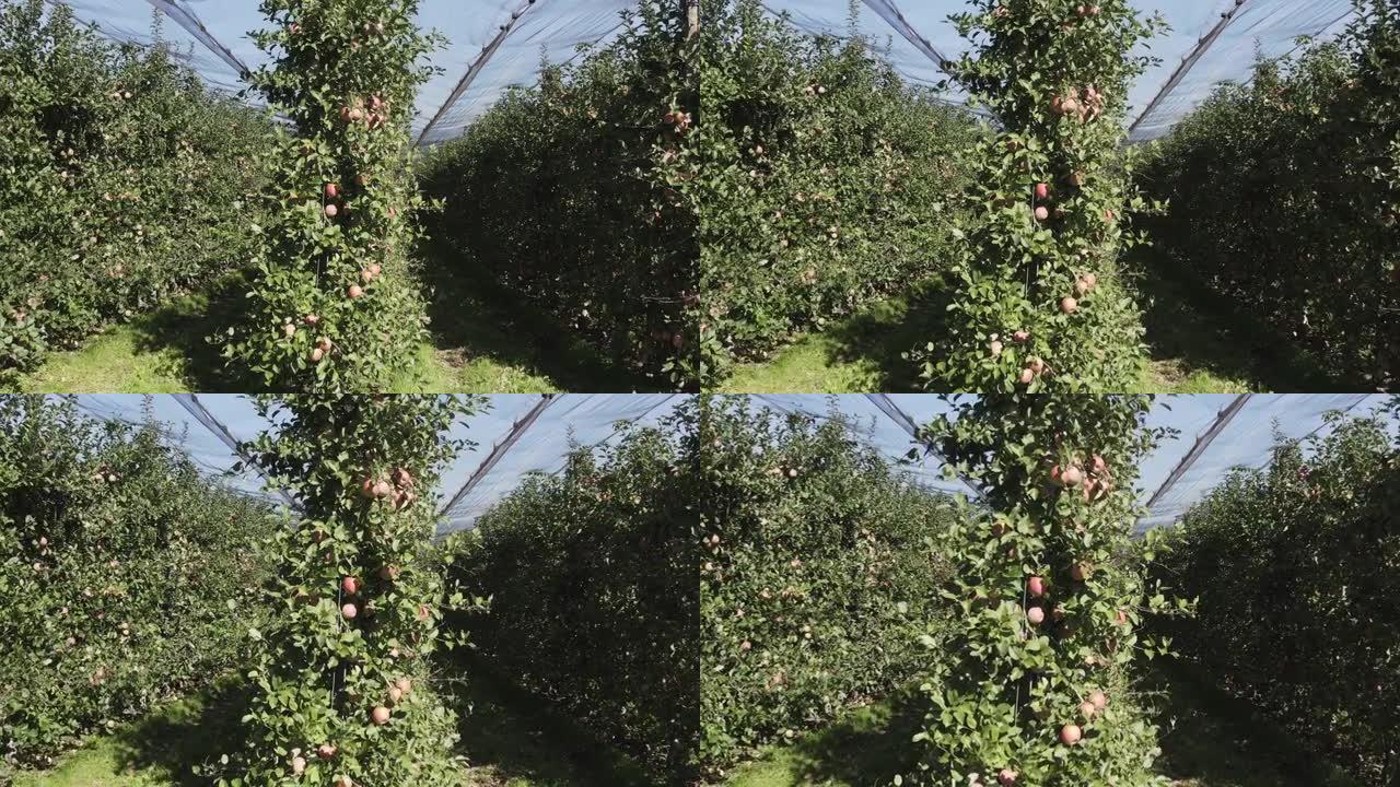 南蒂罗尔有成熟水果的苹果园