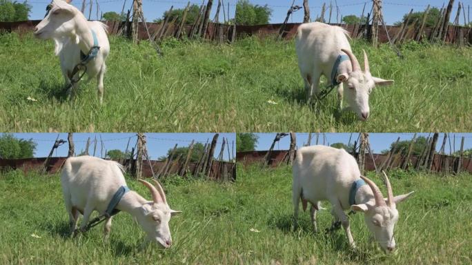 夏天，一只白色的小山羊在绿草丛中，在村庄的篱笆附近放牧。畜牧业的概念