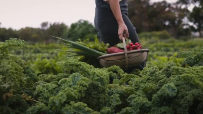 自给自足的农民在她的农场里背着一篮子蔬菜