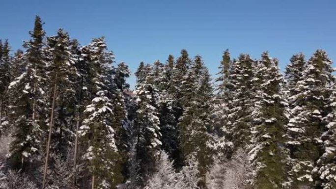 令人难以置信的镜头，无人机在令人惊叹的阳光明媚的日子里，在被雪覆盖的雄伟云杉树中飞行。冬季混交林度假