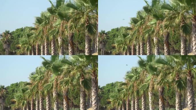 在阳光明媚的夏日，西班牙巴塞罗那沙滩上的沿海长廊上的棕榈树