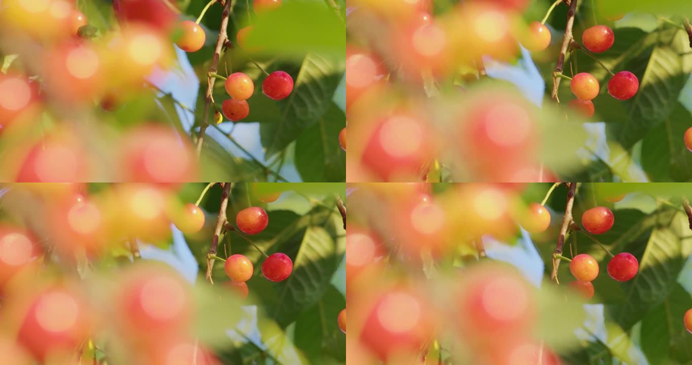 树上生长的甜野樱桃
